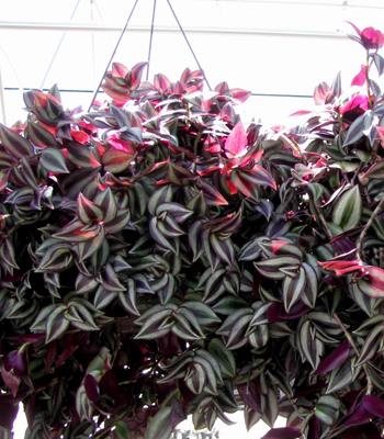 Wandering Jew Hanging Basket